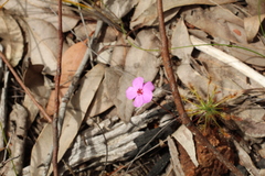 Drosera silvicola