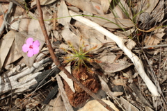 Drosera silvicola