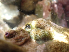 Thylacodes zelandicus