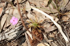 Drosera silvicola
