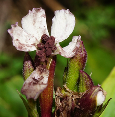 Microbotryum saponariae