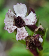 Microbotryum saponariae