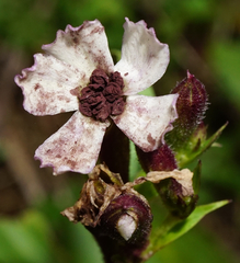 Microbotryum saponariae