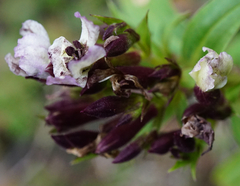 Microbotryum saponariae