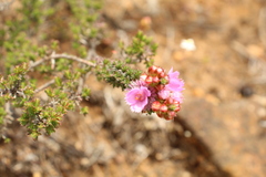Verticordia pennigera