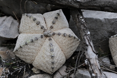 Astrophytum myriostigma