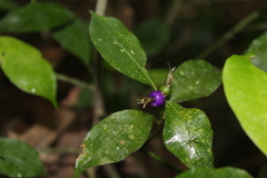 Psychotria suterella