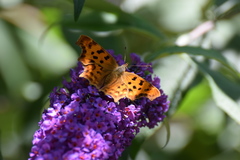 Polygonia c-album