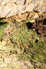 Philonotis scabrifolia