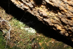 Philonotis scabrifolia