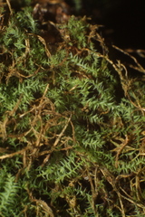 Philonotis scabrifolia