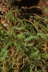 Philonotis scabrifolia