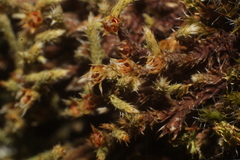 Hedwigia integrifolia