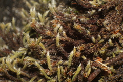 Hedwigia integrifolia