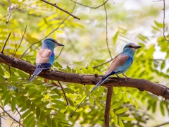 Coracias abyssinicus