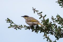 Gavicalis virescens