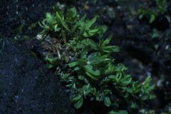 Calymperastrum latifolium