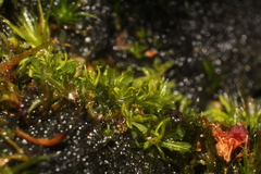 Calymperastrum latifolium