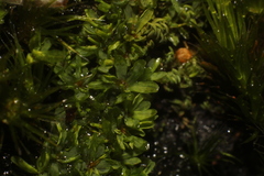 Calymperastrum latifolium