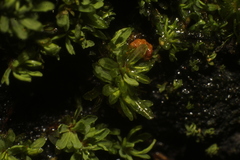 Calymperastrum latifolium