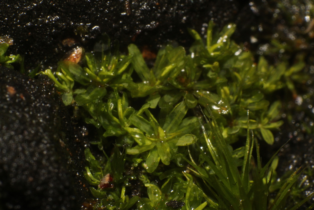 Calymperastrum
