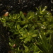 Calymperastrum latifolium - Photo 由 Em Lamond 所上傳的 (c) Em Lamond，保留部份權利CC BY