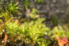 Calymperastrum latifolium