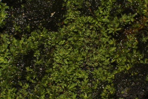 Image of Calymperastrum latifolium by (c) Em Lamond, some rights reserved (CC BY)