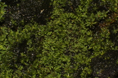 Calymperastrum latifolium