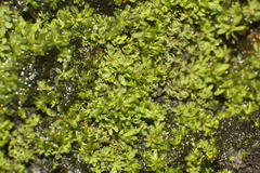 Calymperastrum latifolium