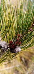 Allocasuarina monilifera