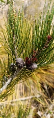 Allocasuarina monilifera