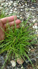 Carex planostachys