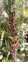 Allocasuarina monilifera