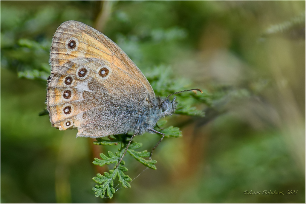 Coenonympha amaryllis from Онгудайский р-н, Респ. Алтай, Россия on ...