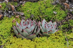 Echeveria agavoides