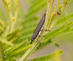 Rhinotia phoenicoptera