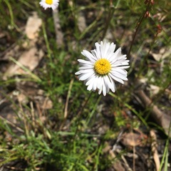 Brachyscome stuartii