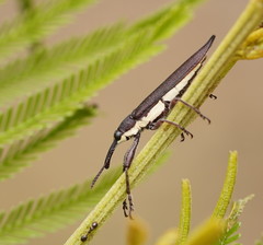Rhinotia phoenicoptera