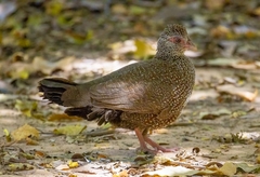 Ptilopachus petrosus