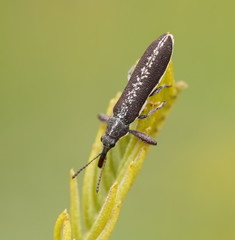 Rhinotia sparsa
