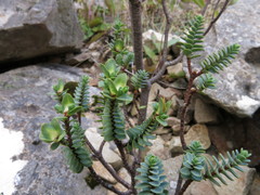 Pimelea traversii