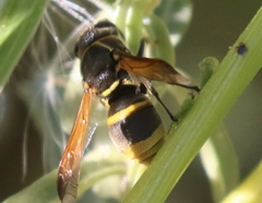 Pachodynerus guadulpensis