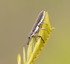 Rhinotia sparsa