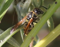 Pachodynerus guadulpensis