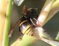 Pachodynerus guadulpensis