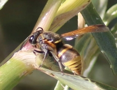 Pachodynerus guadulpensis