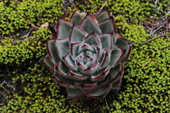 Echeveria agavoides