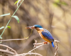 Corythornis cristatus