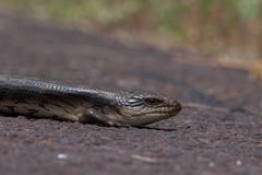 Tiliqua scincoides scincoides